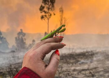 Louva-a-Deus pousou numa bombeira em Gondomar; imagem está a emocionar