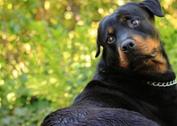 Criança de 6 anos morre atacada por cão durante visita a família