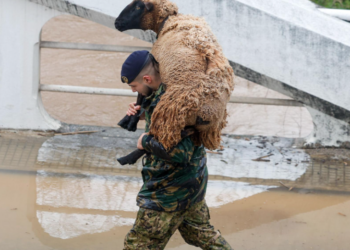Imagem de militar a resgatar ovelha em Leiria torna-se viral